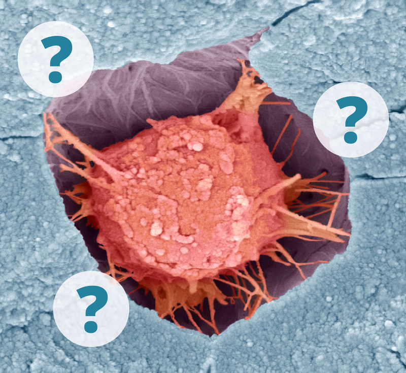 Top down view of bone cell.